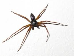 Attēlu rezultāti vaicājumam “Philodromus sp.”