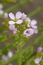 Attēlu rezultāti vaicājumam “Cakile maritima subsp. baltica leaf”