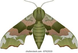 Attēlu rezultāti vaicājumam “Mimas tiliae”