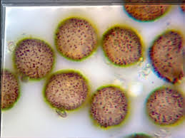 Attēlu rezultāti vaicājumam “Physarum penetrale spores”