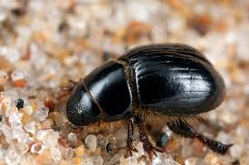 Attēlu rezultāti vaicājumam “Aegialia arenaria”