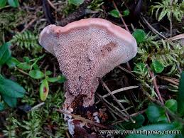 Attēlu rezultāti vaicājumam “Hydnellum ferrugineum”