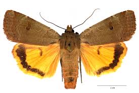 Attēlu rezultāti vaicājumam “Noctua fimbriata imago”