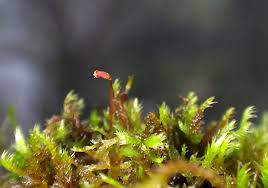 Attēlu rezultāti vaicājumam “Homomallium incurvatum sporophyte”