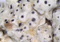 Attēlu rezultāti vaicājumam “Pertusaria leioplaca”