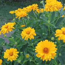 Image result for Heliopsis scabra
