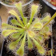 Image result for Drosera