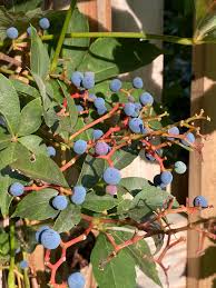 Attēlu rezultāti vaicājumam “Parthenocissus quinquefolia fruit”