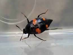 Attēlu rezultāti vaicājumam “Scaphidium quadrimaculatum”