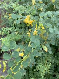 Image result for Colutea x media (arborescens x orientalis)