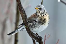 Attēlu rezultāti vaicājumam “Turdus pilaris”