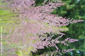 Attēlu rezultāti vaicājumam “Calamagrostis purpurea fruit”