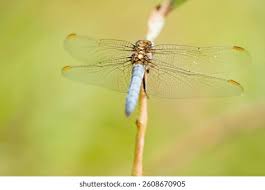 Attēlu rezultāti vaicājumam “Orthetrum brunneum”