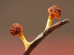 Attēlu rezultāti vaicājumam “Physarum nitens”