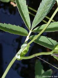 Attēlu rezultāti vaicājumam “Comatricha pulchella stalked”