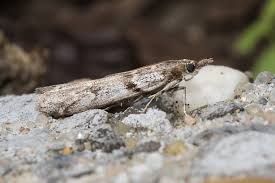 Attēlu rezultāti vaicājumam “Zophodia grossulariella”