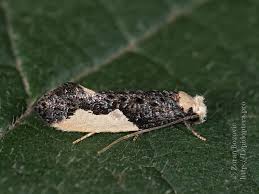 Attēlu rezultāti vaicājumam “Monopis monachella”