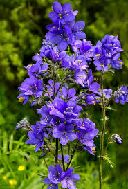 Attēlu rezultāti vaicājumam “Polemonium caeruleum fruit”