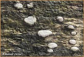 Attēlu rezultāti vaicājumam “Propolis farinosa”