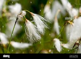 Attēlu rezultāti vaicājumam “Eriophorum angustifolium flower”
