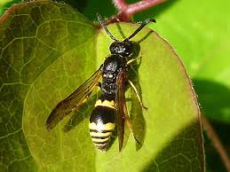 Attēlu rezultāti vaicājumam “Symmorphus sp.”