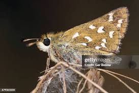 Attēlu rezultāti vaicājumam “Hesperia comma male”