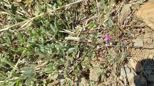 Attēlu rezultāti vaicājumam “Vicia lathyroides leaf”
