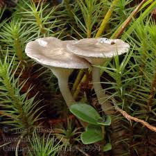 Attēlu rezultāti vaicājumam “Cantharellula umbonata”