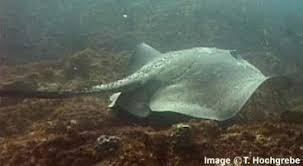 Image result for Bathytoshia brevicaudata