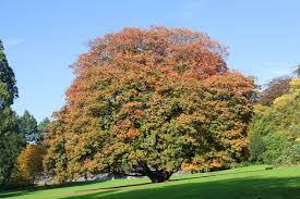 Attēlu rezultāti vaicājumam “Acer pseudoplatanus fo. purpurascens”
