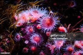 ผลการค้นหารูปภาพสำหรับ strawberry anemone