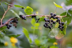 Attēlu rezultāti vaicājumam “Ribes nigrum fruit”