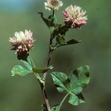 Attēlu rezultāti vaicājumam “Trifolium spadiceum leaf”