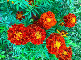Attēlu rezultāti vaicājumam “Tagetes leaf”