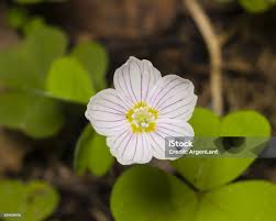 Attēlu rezultāti vaicājumam “Oxalis acetosella flower”