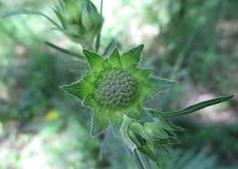 Attēlu rezultāti vaicājumam “Knautia arvensis bud”