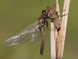 Attēlu rezultāti vaicājumam “Leucorrhinia caudalis male”