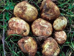 Attēlu rezultāti vaicājumam “Rhizopogon luteolus”