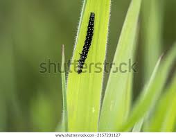 Attēlu rezultāti vaicājumam “Aphelia paleana”