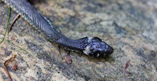 Image result for Ringelnatter