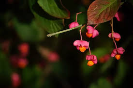 Attēlu rezultāti vaicājumam “Euonymus europaeus flower”