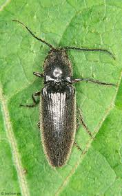 Attēlu rezultāti vaicājumam “Ectinus aterrimus”