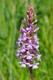 Attēlu rezultāti vaicājumam “Gymnadenia conopsea”