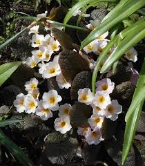 Attēlu rezultāti vaicājumam “Primula x margotae”