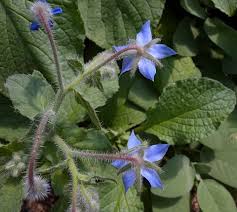 Image result for Borago officinalis