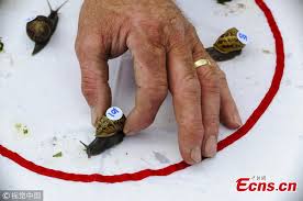 Image result for World Snail Racing Championships