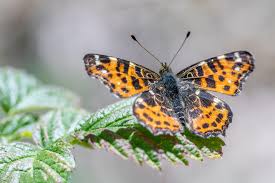 Attēlu rezultāti vaicājumam “Araschnia levana”