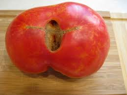 Afbeeldingsresultaat voor northern lights tomato