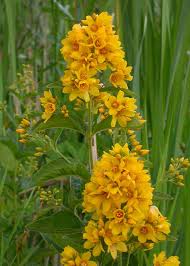 Attēlu rezultāti vaicājumam “Lysimachia vulgaris”
