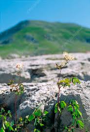 Attēlu rezultāti vaicājumam “Thalictrum minus”